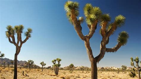 El mítico árbol de Josué puede ser la próxima víctima de la crisis ...