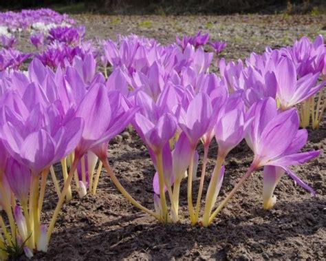 Colchicum Giant Autumn Crocus 1 bulb | Etsy