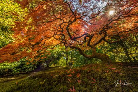 Beautiful Japanese Red Maple Tree Fine Art Print | Photos by Jess Lee