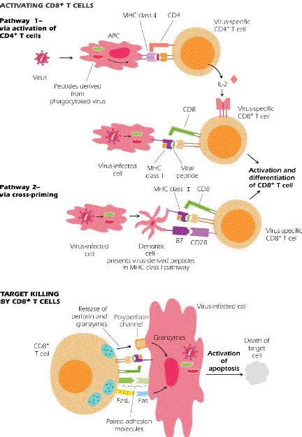 Chapter 10 – Activation and Function of T and B cells