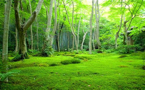 HD wallpaper: a beautiful village in a natural forest, plant, tree ...