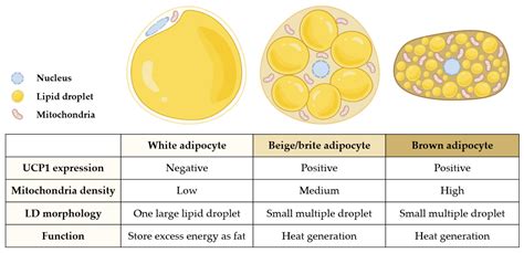 Adipose Tissue With Adipocytes