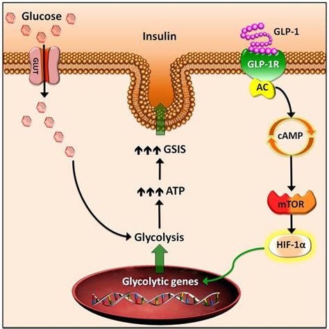 Mechanism Of Action Of Glp 1 Receptor Agonist