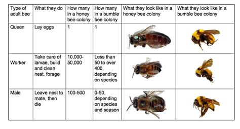 Diagram Of A Bumble Bee