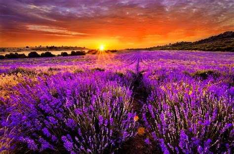 Lavender Field Sunset Wallpapers - Top Free Lavender Field Sunset ...