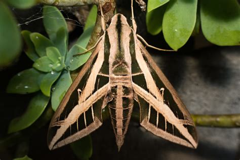 Banded Sphinx Moth– Identification, Life Cycle, Facts & Pictures