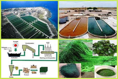 Small Business Ideas: How to Grow Spirulina | Commercial Spirulina ...