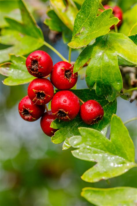 The Hawthorn tree, through its countless centuries of use by human ...