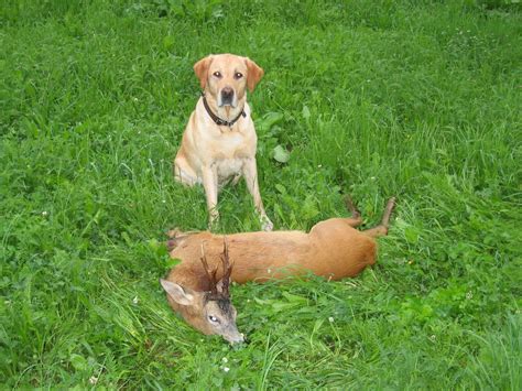 Roebuck hunting in the rut