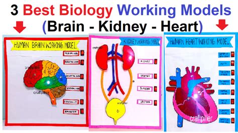 3 best biology working project models for science project exhibition ...