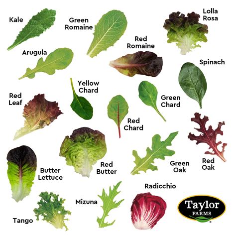 17 Types Of Lettuce And What They Are Used For, 49% OFF