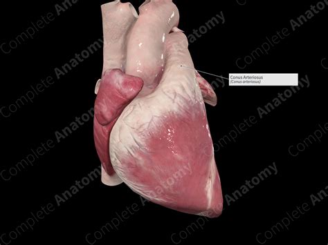 Conus Arteriosus | Complete Anatomy