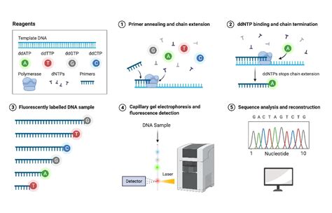 Sanger Sequencing Method: Principle and Steps • Microbe Online