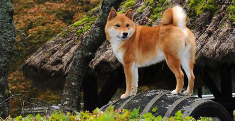 Shiba Inu Breed Guide (Lifespan, Size & Characteristics)