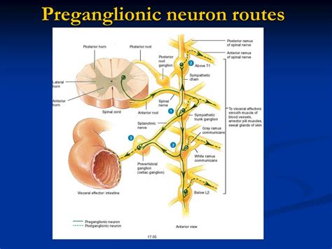 PPT - Chapter 16 PowerPoint Presentation - ID:593419