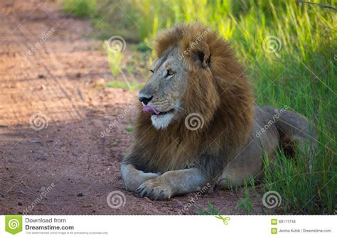 Lion on african savannah stock photo. Image of landscape - 69111748