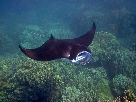 Scientists Discover First Nursery For Juvenile Manta Rays - DeeperBlue.com