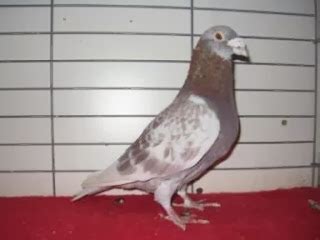 Cara Melatih Merpati Pos ( racing pigeon ) | Burung kicau