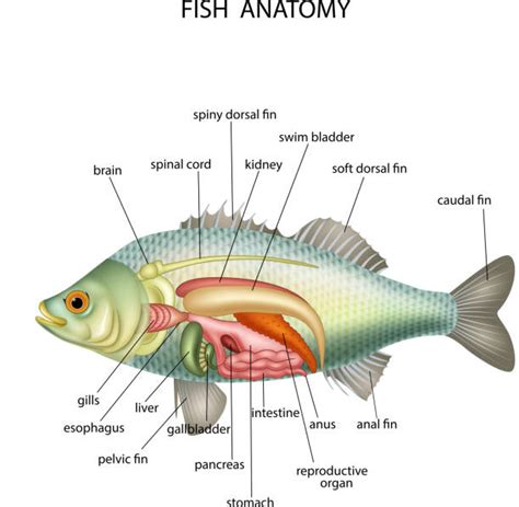 Is Anything With Gills A Fish? Exploring Aquatic Misconceptions