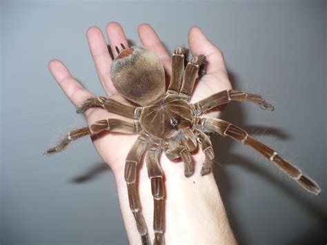 Goliath Birdeater (Theraphosa blondi): Facts, Identification & Pictures