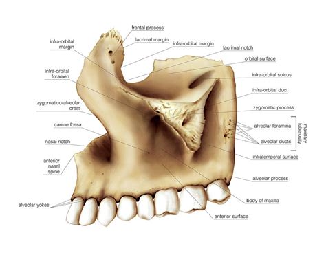 Maxilla Bone #1 Photograph by Asklepios Medical Atlas - Pixels