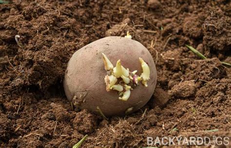 How To Get Potatoes To Sprout