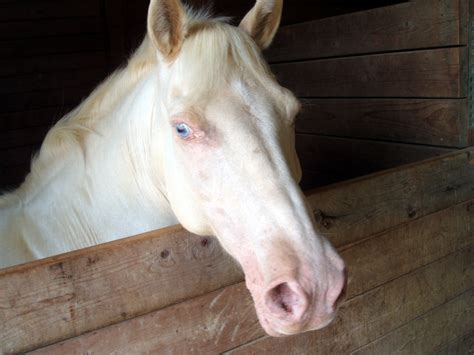 White Horse Face Free Stock Photo - Public Domain Pictures