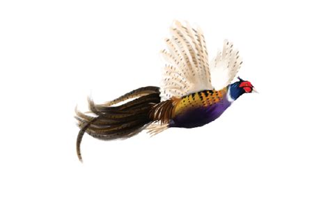 Pheasant Flying Watercolor SVG Cut file by Creative Fabrica Crafts ...