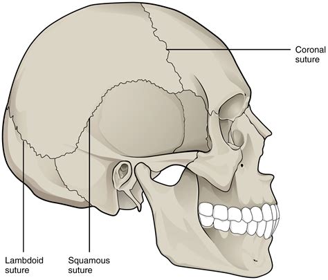 This image shows the lateral view of the human skeleton. The lambdoid ...