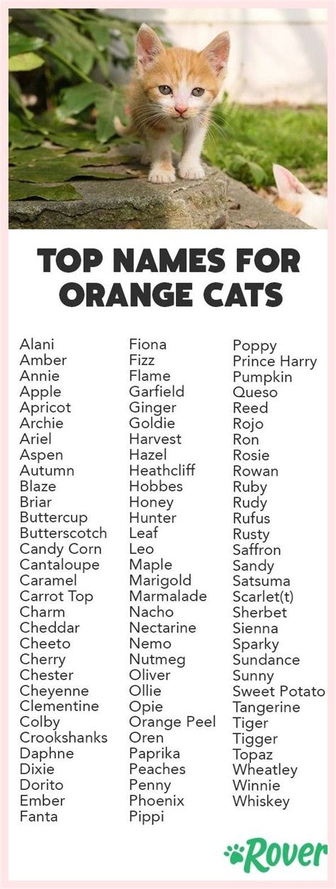 Cat Names Boy Orange - Cats Family