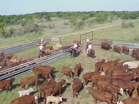 How to Feed Cattle (with Pictures) - wikiHow