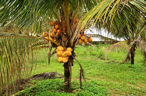 Malaysian Coconut Tree | ubicaciondepersonas.cdmx.gob.mx