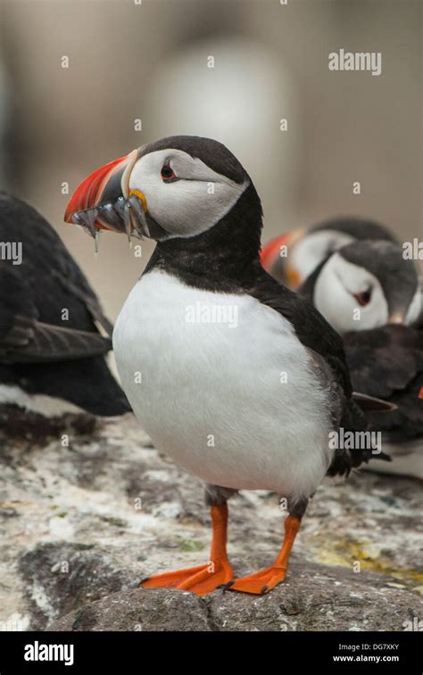 Puffin with Sand Eels Stock Photo - Alamy