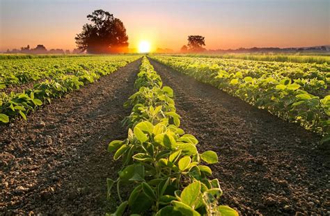 5 Startups Improving Crop Yield Forecasting - Nanalyze