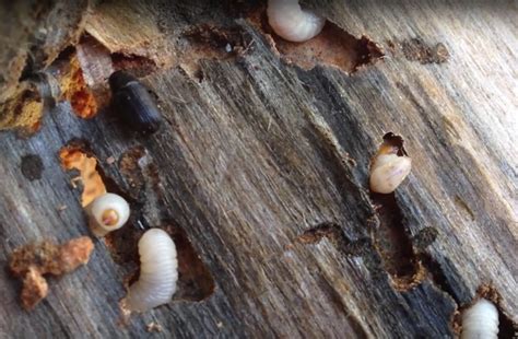 How To Get Rid Of Borers In Pine Trees