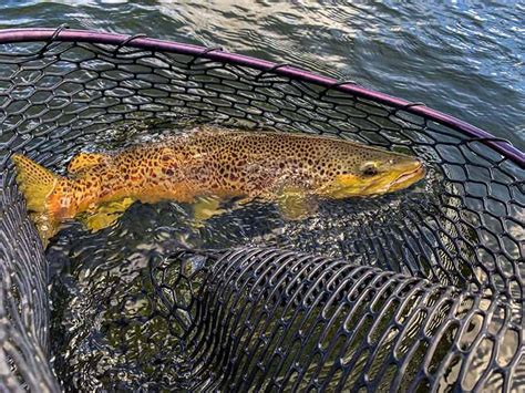 Fishing In Great Falls, MT | Montana Fishing Guides