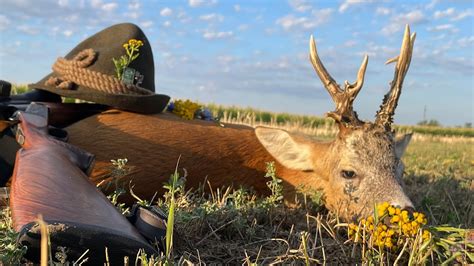 Roebuck hunting in Romania - Rehbockjagd in Rumänien - صيد الروبوك في ...