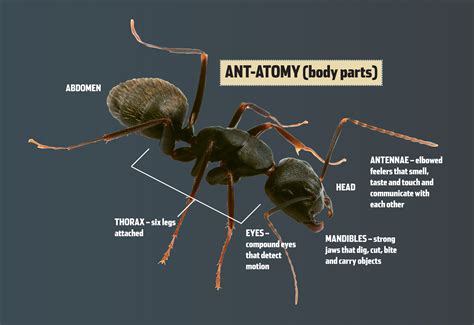 Ant Body