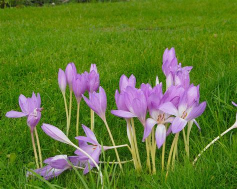 Colchicum 'Giant' bulbs — Buy online at Farmer Gracy UK