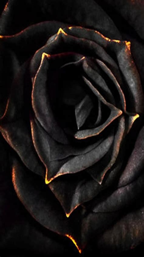 Black Rose, black rose, dark, HD phone wallpaper | Peakpx