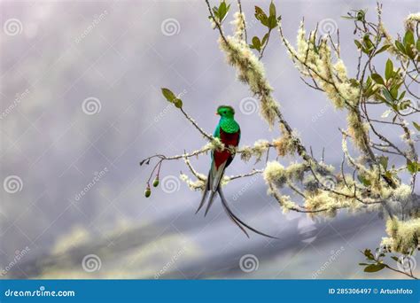 Resplendent Quetzal (Pharomachrus Mocinno), San Gerardo De Dota ...