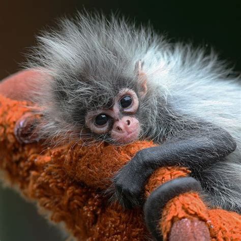 Baby Spider Monkey | Animal Babies | Pinterest