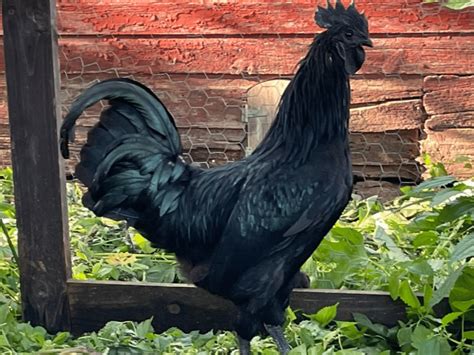 Breed Spotlight: Ayam Cemani | Meyer Hatchery Blog