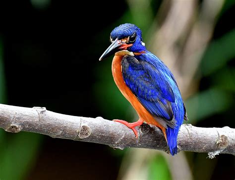 The Life Journey in Photography: Blue-eared Kingfisher @ Taman Melawati ...