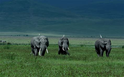 Ngorongoro Conservation Area | Across Wilderness Expedition