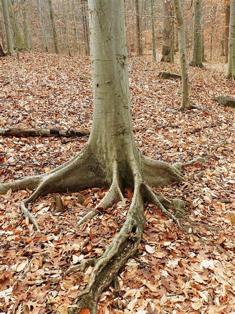 American Beech | Glen Arboretum