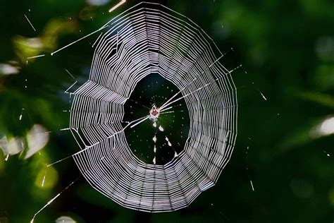 Spiny Orb Weaver Spider