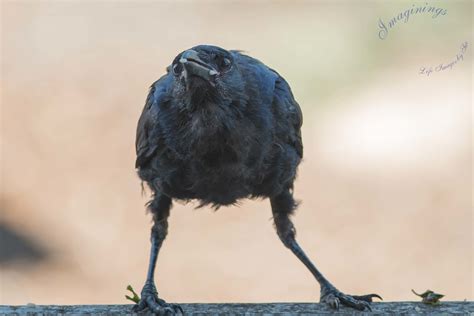 Crow feeding baby RPA_8069.jpg | Feeding crows | Sue Jaggar | Flickr