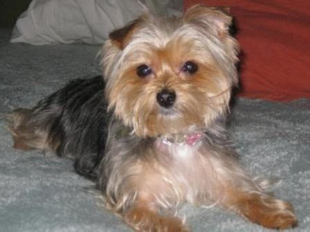 shorkie grooming styles pictures | http://www.pic2fly.com/Pictures+of ...