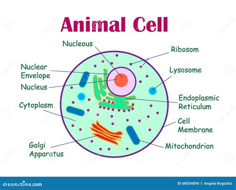 Simple Drawing Of Nucleus ~ Cell Nucleus, Illustration | Giblrisbox ...